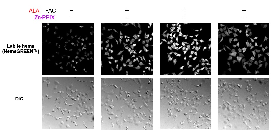 HemeGREEN Degradation
