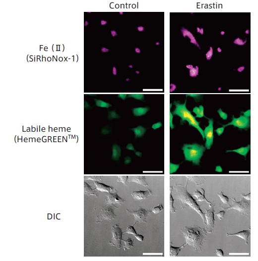Labile Heme Levels during Ferroptosis
