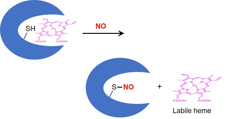 Effect of NO-treatment on heme-binding proteins.