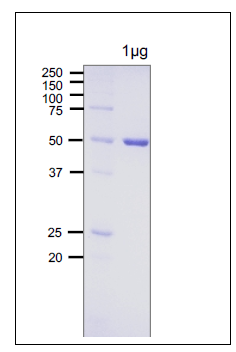 Fig 1. SDS-PAGE analysis of E. coli Photolyase