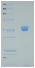 01-515 Diphtheria Toxin Mutant CRM197, functional