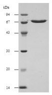 Purified SLO analysed by SDS-PAGE