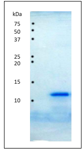 Fig.1 SDS-PAGE analysis of purified HIV-1 protease. 