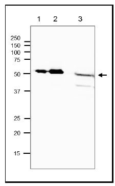 Fig.2 Western blot of E. coli photolyase