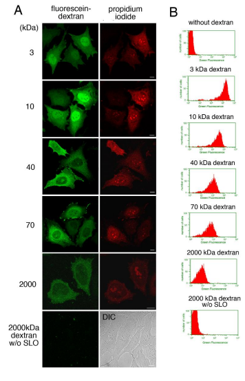 Fig.2 Introduction of fluorescein dextran of different molceular weights into resealed cells. 