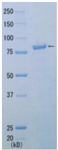 Fig.1 SDS-PAGE of Pfu DNA polymerase 