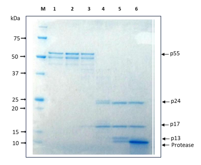 Fig.2 Proteolytic processing of HIV-1 Gag p55 proprotein by HIV-1 protease in vitro 