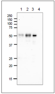 Fig 3 Immunoprecipitationm of E. coli Photolyase