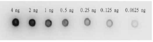 Fig.4. Dot blotting of HIV-1 protease by using anti-HIV-1 protease antibody.
