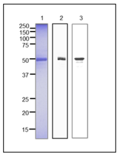 Fig.2 Western blot of recombinant scRad51 protein and yeast crude extract. 
