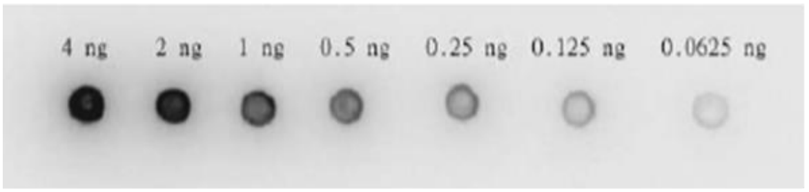 Fig.2. Dot blotting of HIV-1 protease by using anti-HIV-1 protease antibody.