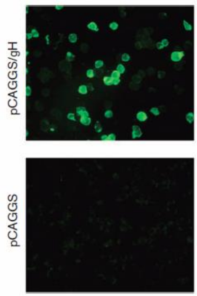 Fig.2. Immunofluorescence staining of gH protein in 293T cells transfected with gH expessing plasmid