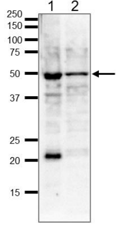 Fig.2 Identification of endogenous γ-tubulin in whole cell extracts by western blot