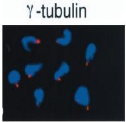 Fig.3 Immunofluorescent staining of γ-tubulin accumulated at sperm centriole in demembranated