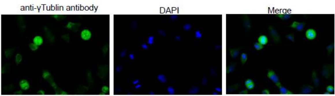 Fig.4 Immunofluorescence staining of γ-tubulin in Hela cells by using this anti-γ-tubulin antibody