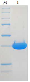 Fig.1 SDS-PAGE analysis of DNA polymerase B