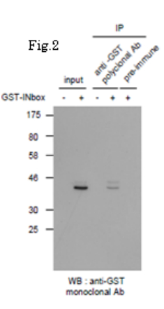 Fig.1 Detection of FLAG-tagged protein with this antibody by Western blotting. 