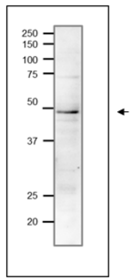 Fig.1 Western blot of endogenous Rad51 protein in crude extract of S, cerevisiae. 