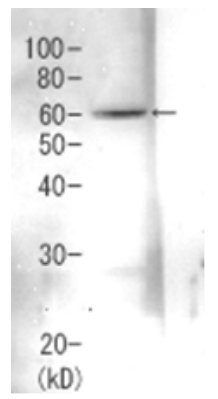 Fig.1 Detection of Rpn3 (60kDa) in the crude extract of S. cerevisiae by Western blotting using this antibody. 