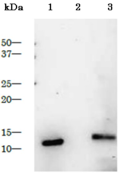 Fig.1 Detection of HIV-1 proteinase in the extract of HIV-1 infected cells by Western blotting using anti-HIV-1 protease antibody.