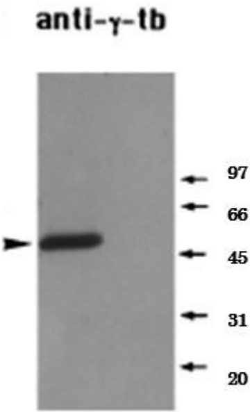 Fig. 1. Identification of endogenous γ-tubulin in a Xenopus mitotic extract by western blot