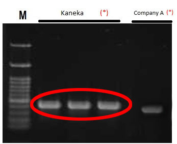 /KNK_Easy-DNA-Extraction-Kit-and-DynaMarker-DNA-Ladder-Diagnocine.jpg