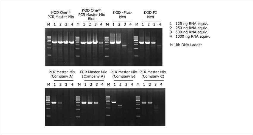 KOD One PCR Master Mix ? Example 2: Amplification from cDNA