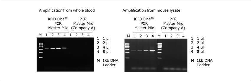 KOD One PCR Master Mix ? Example 5: Amplification from crude samples