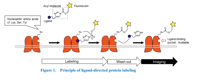 /LiveReceptormGluR1EndogenousmGluR1LabelingReagent_1