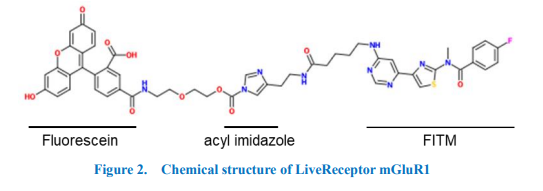 LiveReceptormGluR1EndogenousmGluR1LabelingReagent_2
