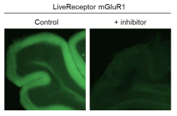 /LiveReceptormGluR1EndogenousmGluR1LabelingReagent_3