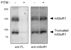 LiveReceptormGluR1EndogenousmGluR1LabelingReagent_4