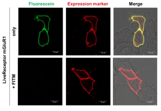 LiveReceptormGluR1EndogenousmGluR1LabelingReagent_5