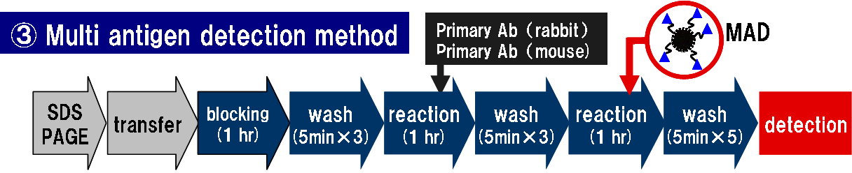 Multiple antigen detection method.
