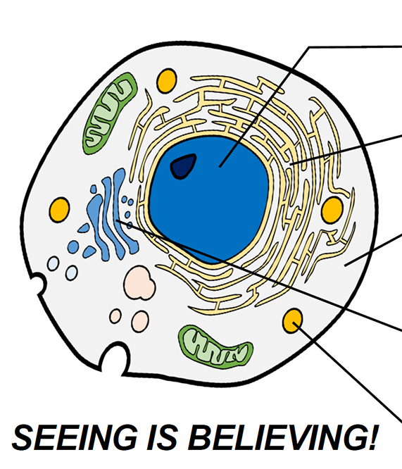 Organelle-Imaging-Dye-in-Living-Cells_01.jpg
