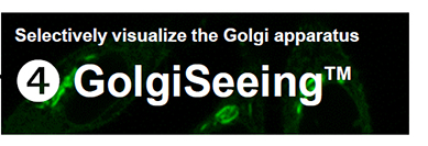Organelle-Imaging-Dye-in-Living-Cells_05.jpg