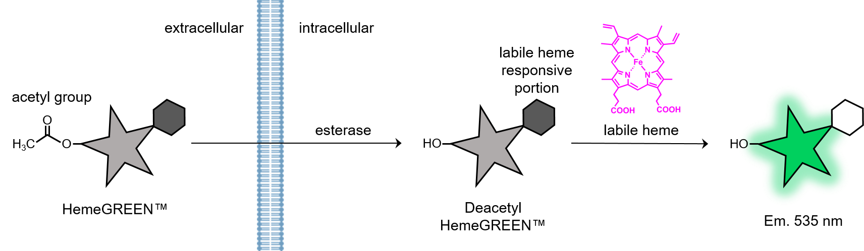 Diagram of how HemeGREEN enters a cell to emit green fluorescence.