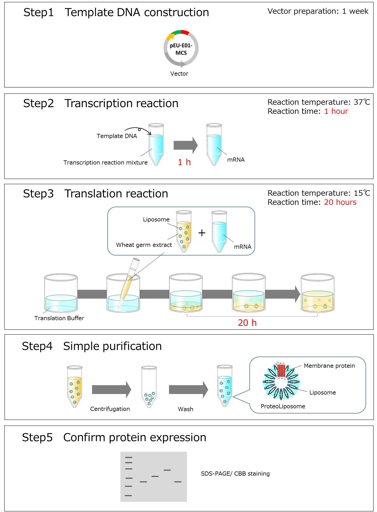 ProteoLiposome_PLUS_Expression_Kit_img2_en.png