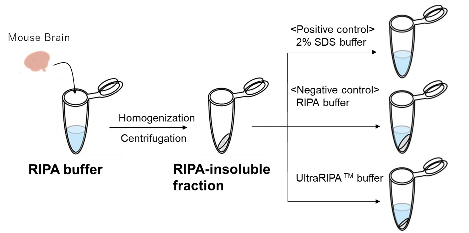 Depiction of mouse brain lysed with RIPA buffer and homogenized by a dounce tissue grinder and  sonicator.