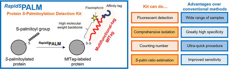 RapidSPALM_Protein-S-Palmitoylation-Detection-Kit_Full_FNK-F017A_Diagnocine