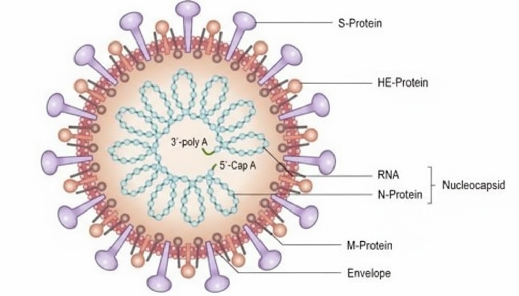 Diagram of SARS-COV-2 virus.