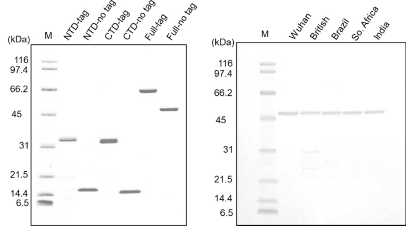 SDS-PAGE (CBB staining) comparison for variants or SARS-COV-2.