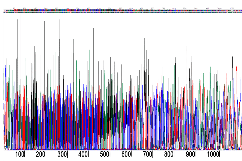 EPG trace ? SmartDye extended read length