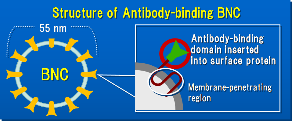 Diagram of antibody-binding domain being inserted into surface protein.