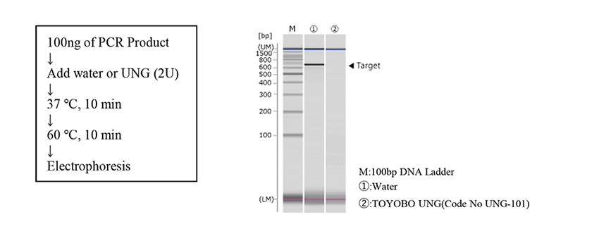 Electrophoresis showing degradation of dUTP-containing PCR products after UNG treatment at 37 degrees C for 10 minutes