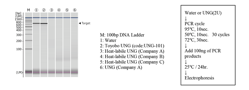 Stability data showing no degradation of PCR amplified products after UNG treatment due to complete inactivation during cycling