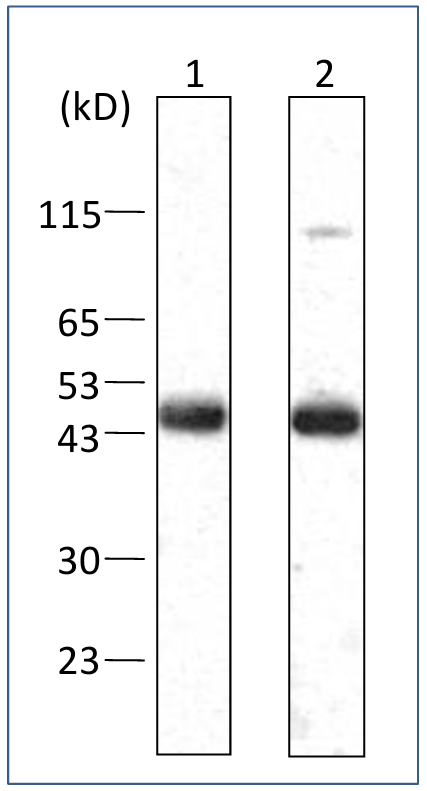 Western blot example for FNK-BCL-ABMS-1 and FNK-BCL-ABMS-02.
