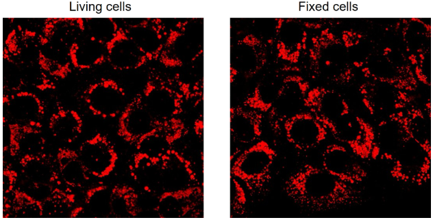 Live/Fixed cells staining