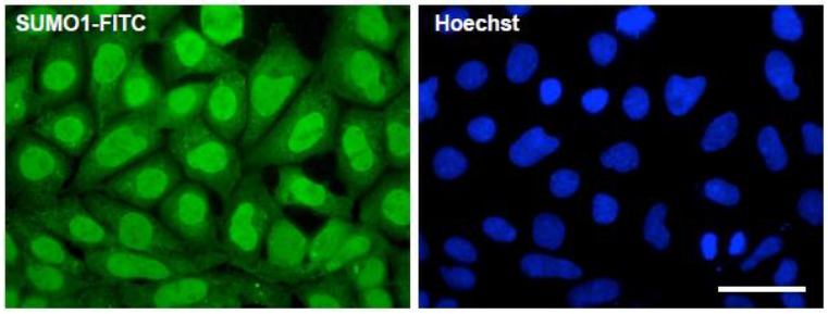 70-65_F4.png