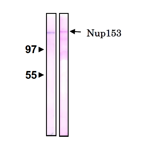 Anti-NUP153-1.png